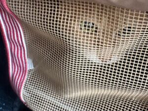 キャリーバッグの中からこちらを覗く我が家のシニア猫メイ