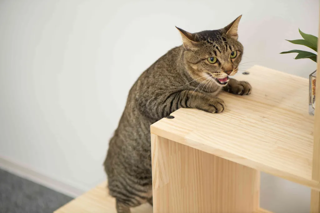 猫のための木工所の家具を猫が上る様子