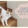 猫が階段から落ちるのはなぜ？老猫に多いサインと対策