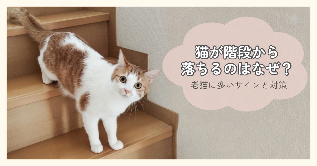 猫が階段から落ちるのはなぜ？老猫に多いサインと対策