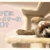 シニア猫にキャットタワーは必要？