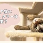 シニア猫にキャットタワーは必要？