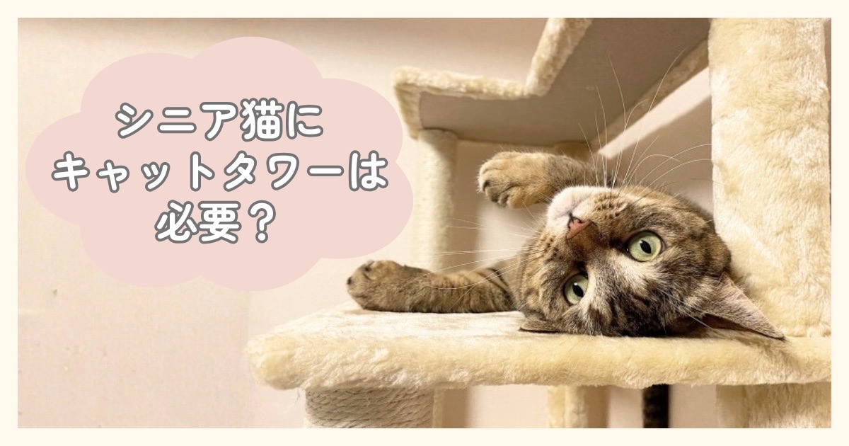 シニア猫にキャットタワーは必要？