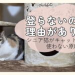 キャットタワーの前で座る猫と、シニア猫がキャットタワーを使わない原因を紹介するアイキャッチ画像
