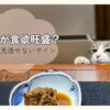 シニア猫が食欲旺盛でごはんを欲しそうにのぞき込んでいる様子