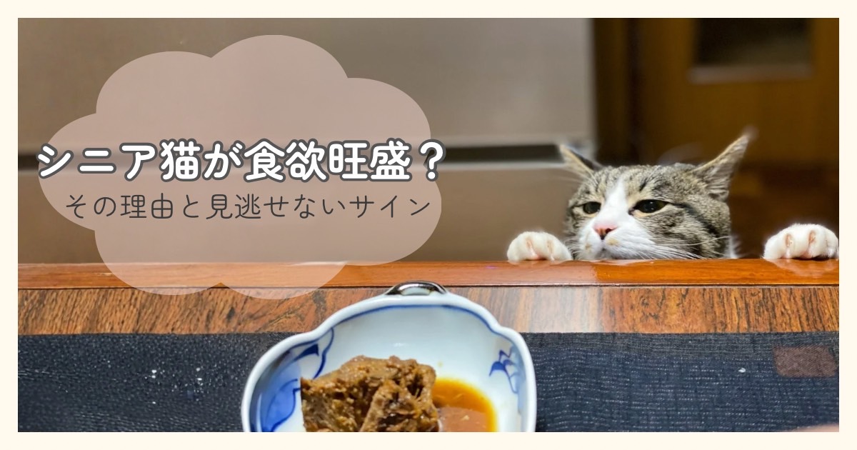 シニア猫が食欲旺盛でごはんを欲しそうにのぞき込んでいる様子