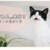 白黒の猫が口を開けて鳴いている様子（観葉植物のそば）