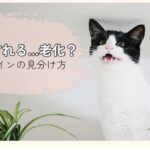 白黒の猫が口を開けて鳴いている様子（観葉植物のそば）