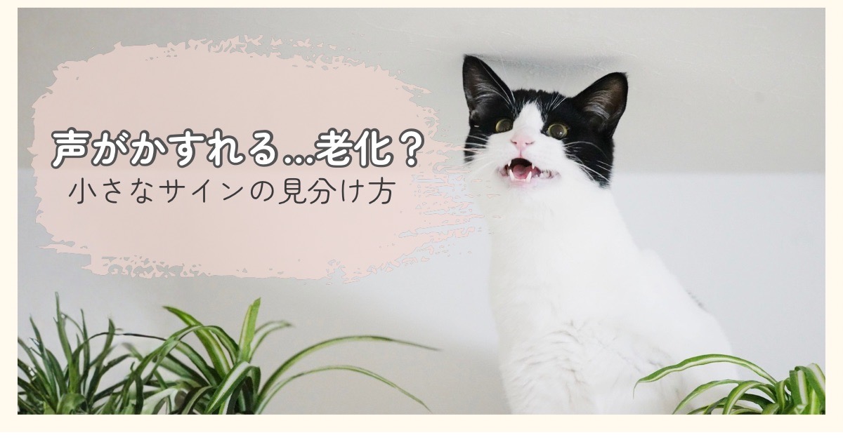 白黒の猫が口を開けて鳴いている様子（観葉植物のそば）