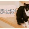 猫が階段を登れない理由と無理をさせない考え方
