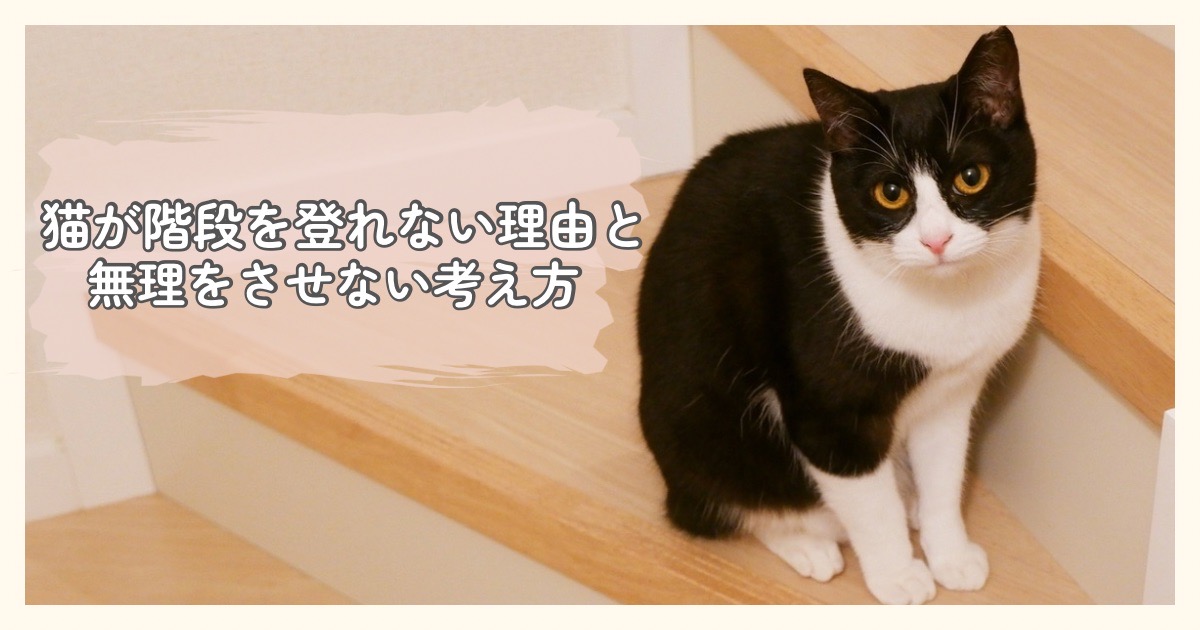 猫が階段を登れない理由と無理をさせない考え方