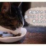 老猫がカリカリを食べにくそうにしながらごはんを食べている様子