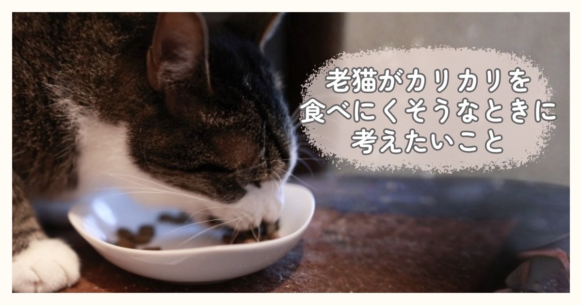 老猫がカリカリを食べにくそうにしながらごはんを食べている様子