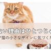 ご飯を前に考え込むシニア猫の様子｜食欲が落ちたときの原因と向き合う