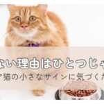 ご飯を前に考え込むシニア猫の様子｜食欲が落ちたときの原因と向き合う