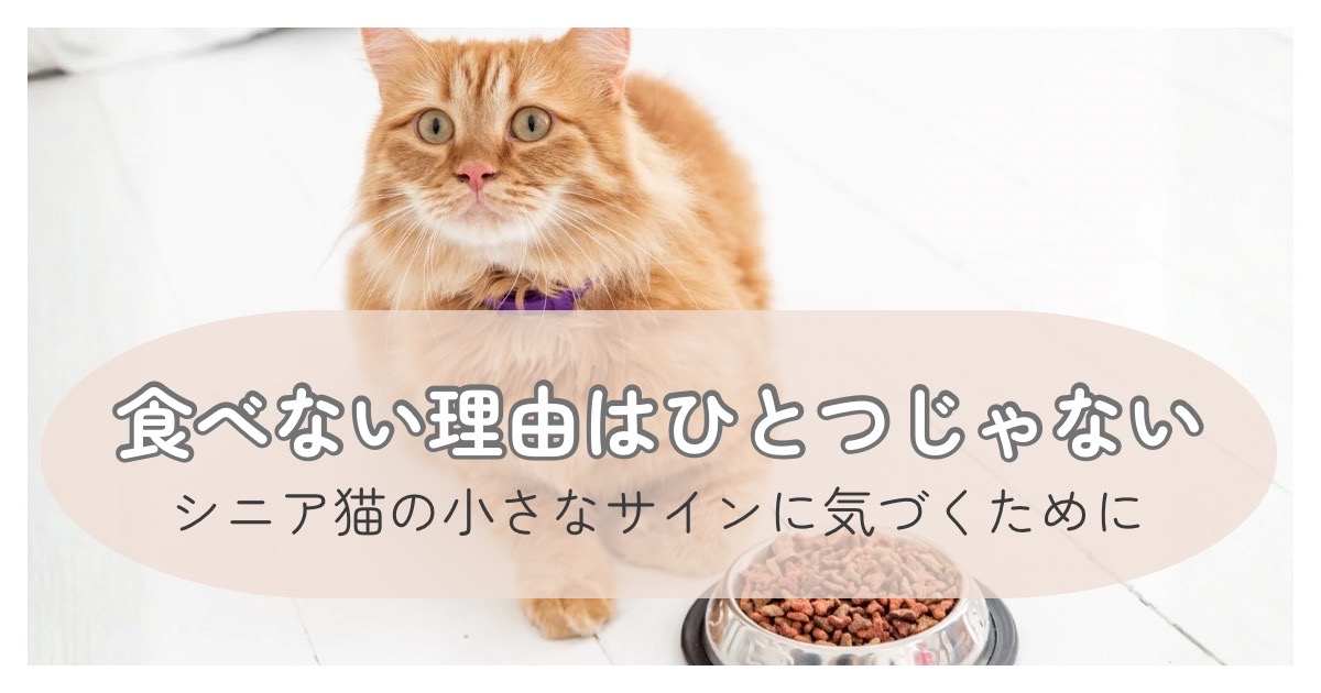 ご飯を前に考え込むシニア猫の様子|食欲が落ちたときの原因と向き合う