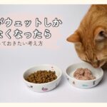 ドライフードとウェットフードが並んでいるが、ウェットの皿に興味を示しているシニア猫の様子