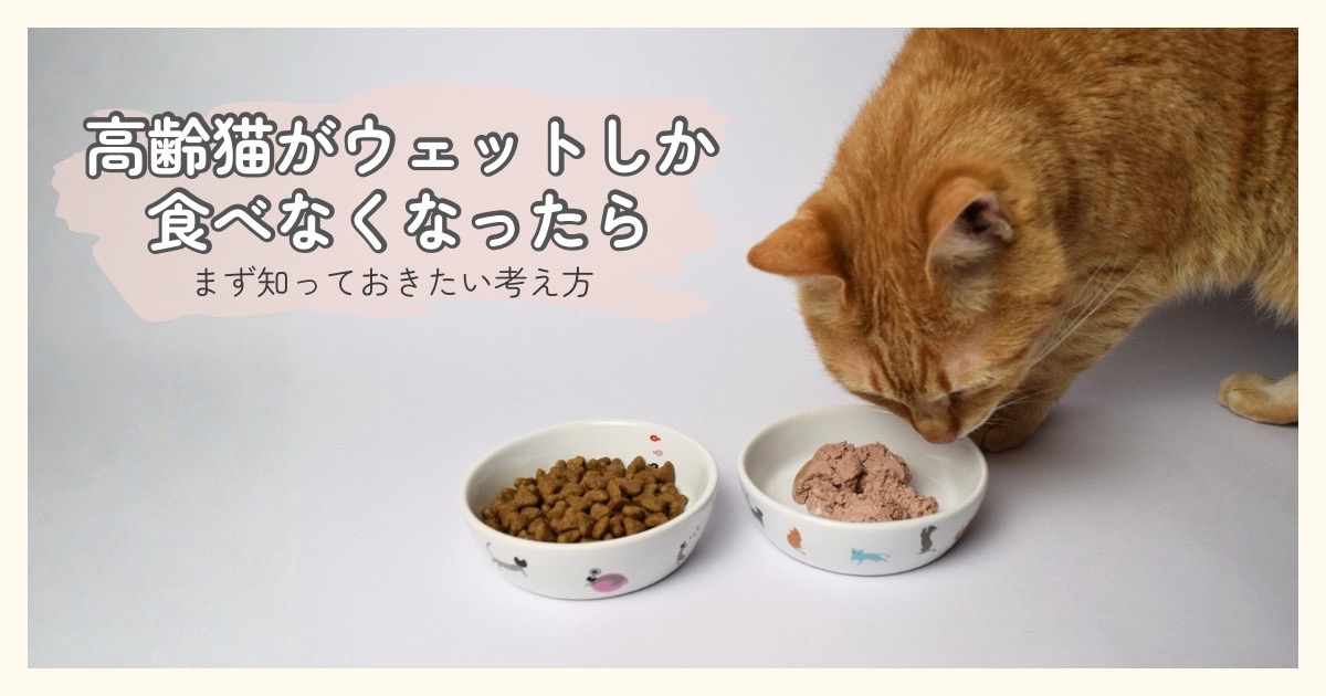 ドライフードとウェットフードが並んでいるが、ウェットの皿に興味を示しているシニア猫の様子