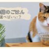 高齢の猫のごはん選びに迷うときの気持ちを表した、食事前のシニア猫