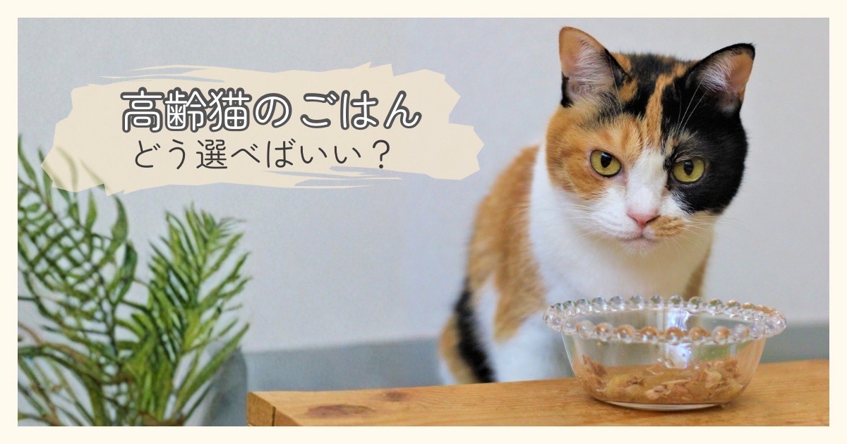 高齢の猫のごはん選びに迷うときの気持ちを表した、食事前のシニア猫