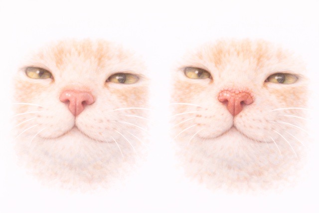 鼻の状態比較図　　猫の鼻の状態の違い（正常な鼻と乾いた鼻）の図解