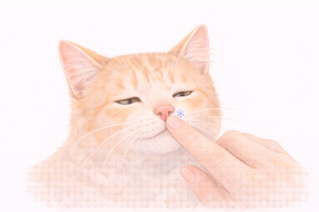 猫の冷たい鼻を触る飼い主の手