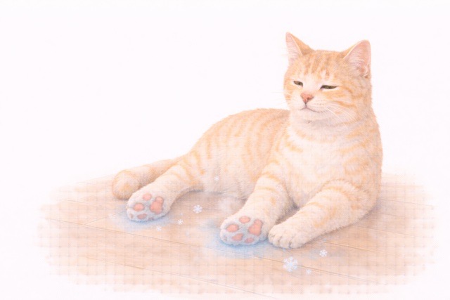 床の冷たさで肉球が冷える猫