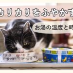 ふやかしたカリカリを食べている猫の様子。