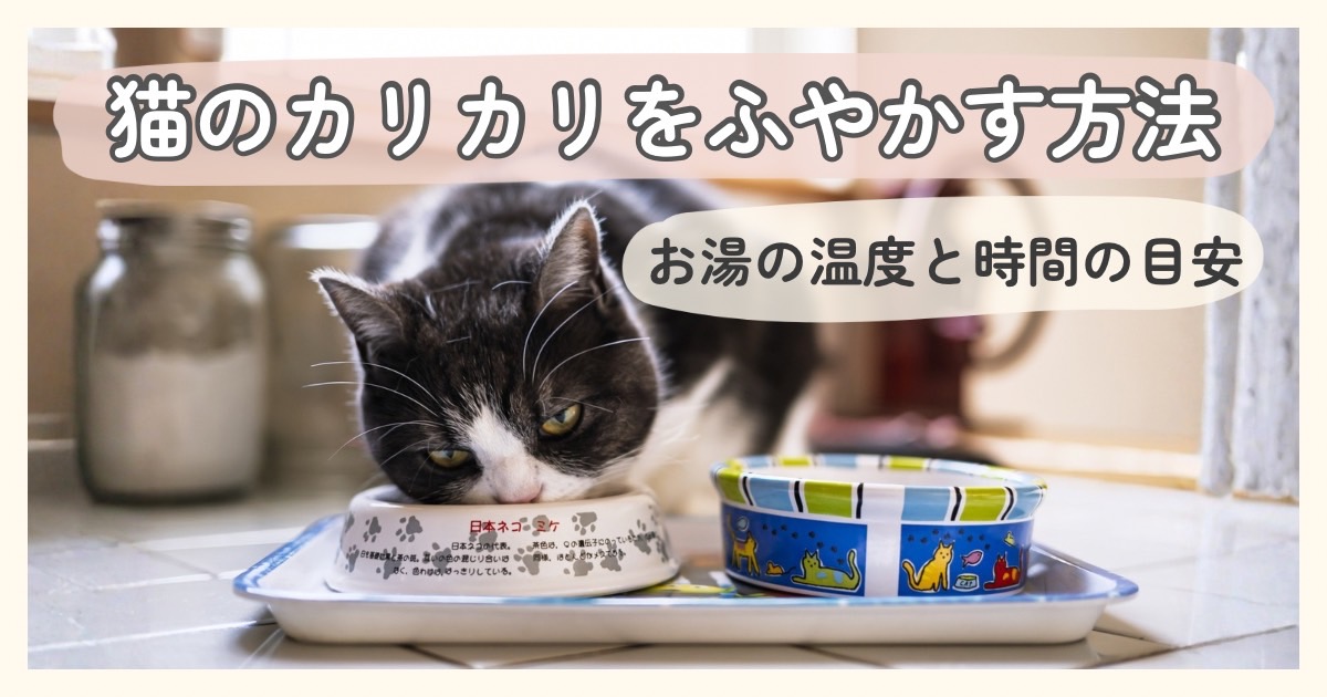 ふやかしたカリカリを食べている猫の様子。