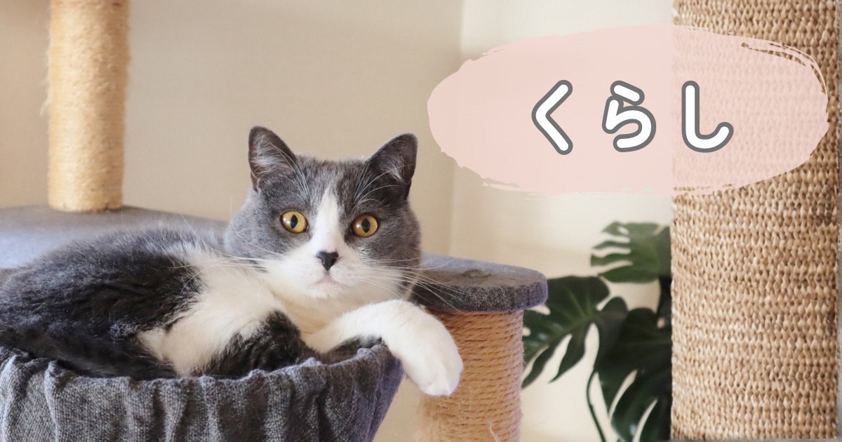 猫と暮らす日常や安心できる環境のイメージ