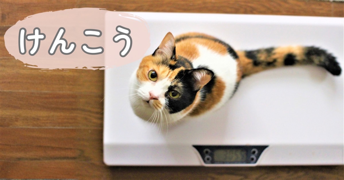 シニア猫の健康管理や体調チェックのイメージ