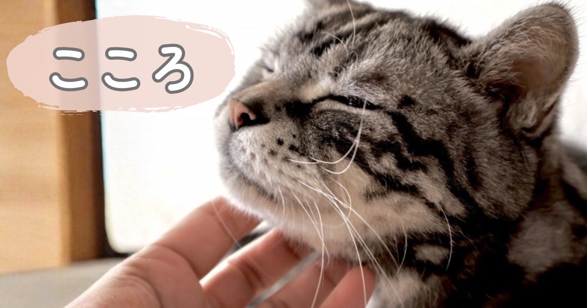 猫とのふれあいや穏やかな時間のイメージ