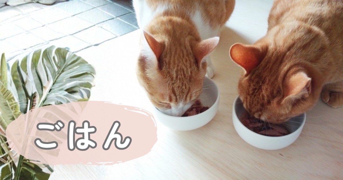 シニア猫の食事やごはんの様子のイメージ