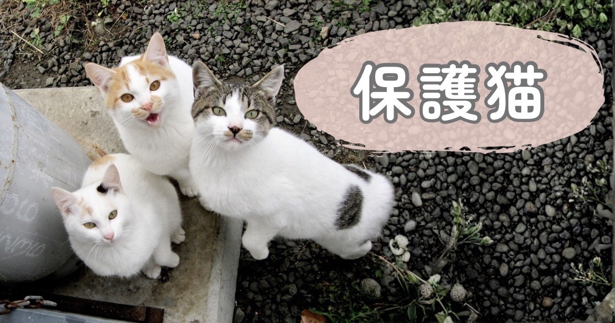 保護猫たちの様子や見守る視点のイメージ
