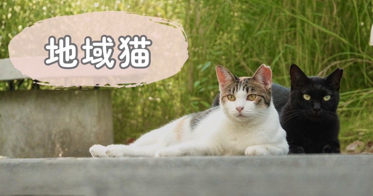 地域で暮らす猫たちの自然な姿のイメージ