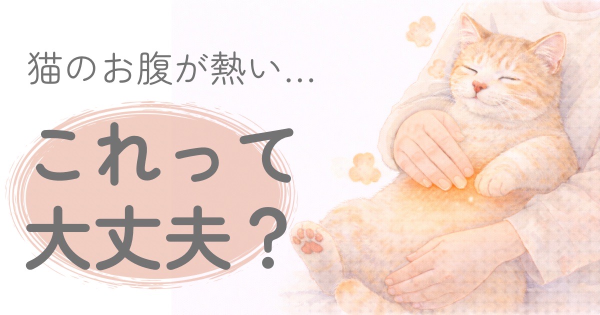 猫のお腹が熱いと感じている飼い主