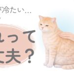 猫の体が冷たいか確認している飼い主