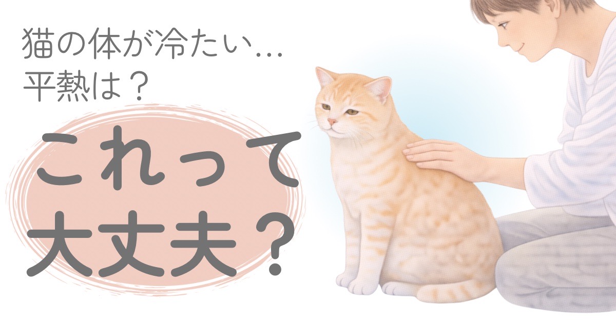 猫の体が冷たいか確認している飼い主