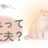 猫の体が熱いか確認している飼い主