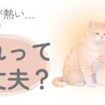 猫の体が熱いか確認している飼い主