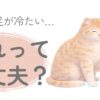 猫の手足が冷たいか確認している飼い主