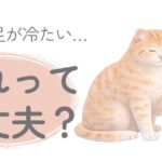 猫の手足が冷たいか確認している飼い主