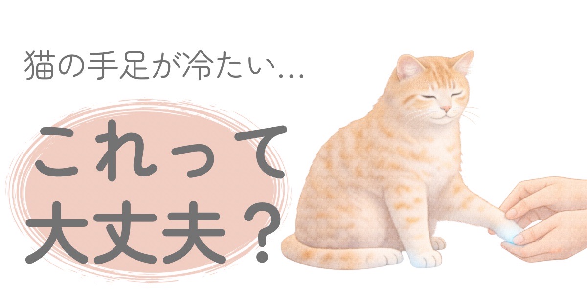 猫の手足が冷たいか確認している飼い主