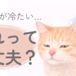 猫の耳を触って温度をチェックしている様子