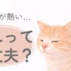 猫の耳が熱いと感じた時のチェック方法