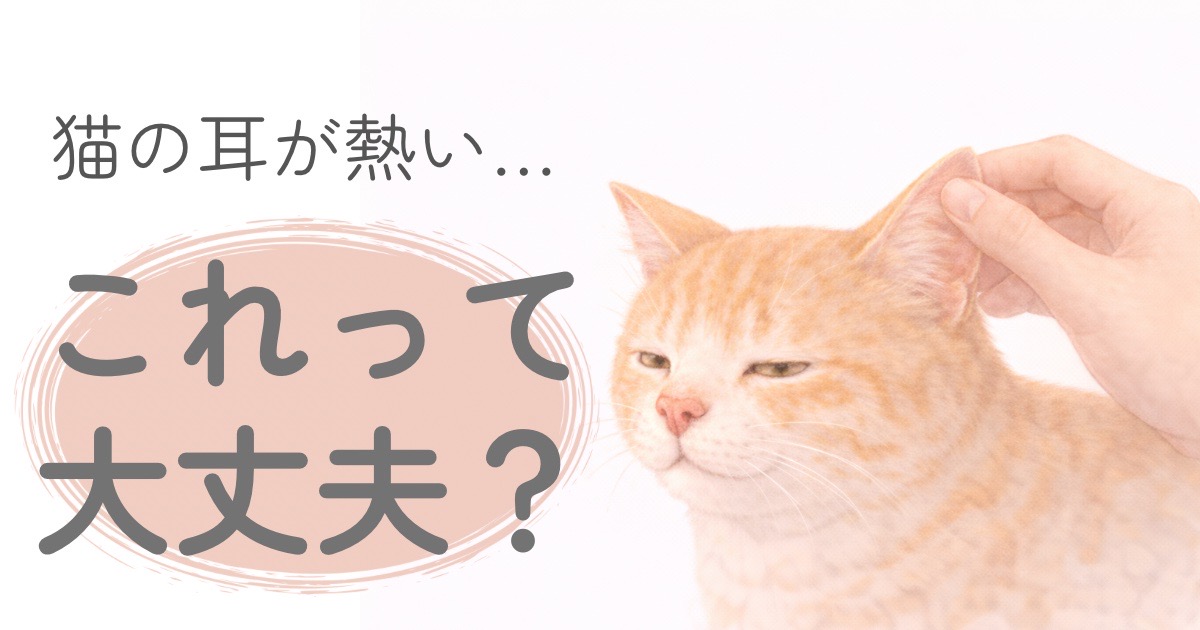 猫の耳が熱いと感じた時のチェック方法