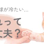 猫の肉球が冷たいか確認している様子