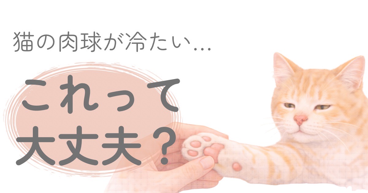 猫の肉球が冷たいか確認している様子