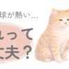 猫の肉球が熱いと感じたときのイメージイラスト