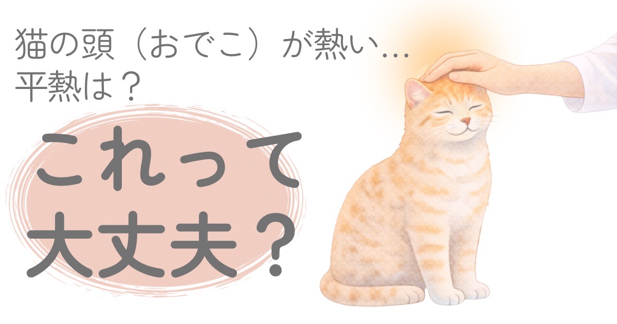 猫の頭やおでこが熱いか確認している飼い主